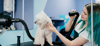Grooming Salon Manager blow drying the dog