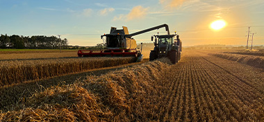 Harvesting the Crop of Winter Wheat 