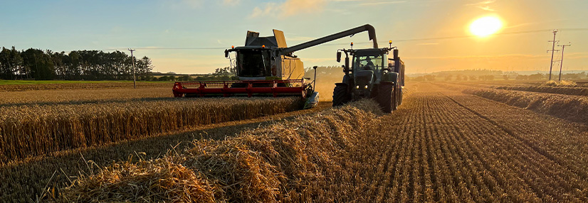 Harvesting the Crop of Winter Wheat 