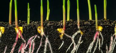 Corn grows from the earth