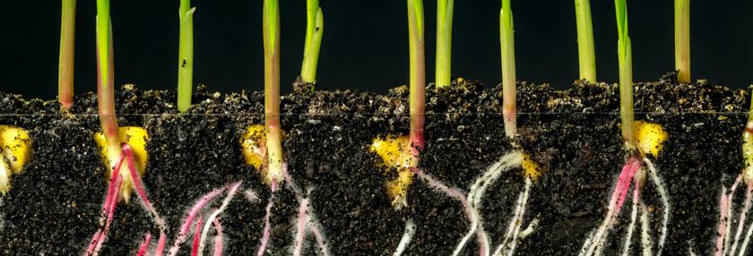 Corn grows from the earth