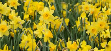 Daffodils