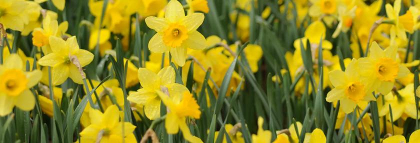 Daffodils