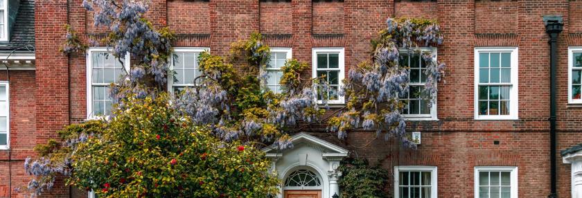 Charming Georgian Red Brick Townhouse Entrance with Wooden Door and Blooming Wisteria Garden in Spring in London