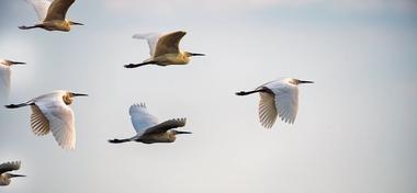 Birds flying