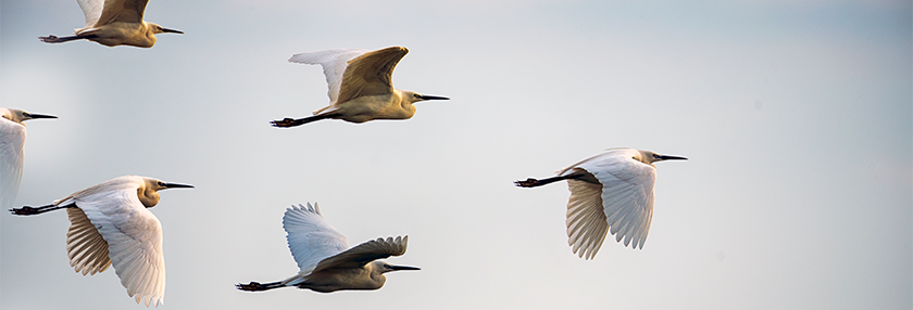 Birds flying